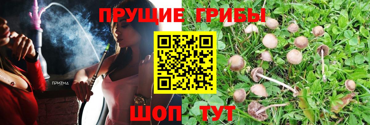 Брянск  что такое   Вход с VPN  Псилоцибиновые грибы прущие грибы 